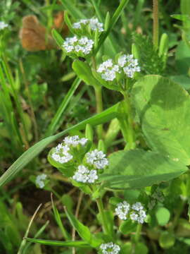 Image of Lewiston cornsalad