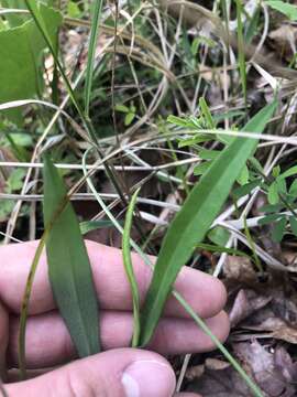 Image of smooth blue aster