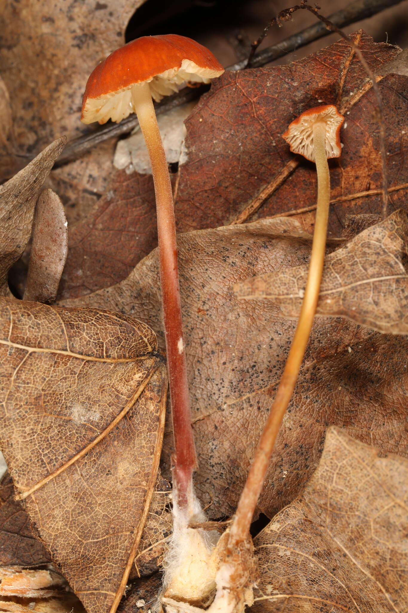 Image de Marasmius sullivantii Mont. 1856