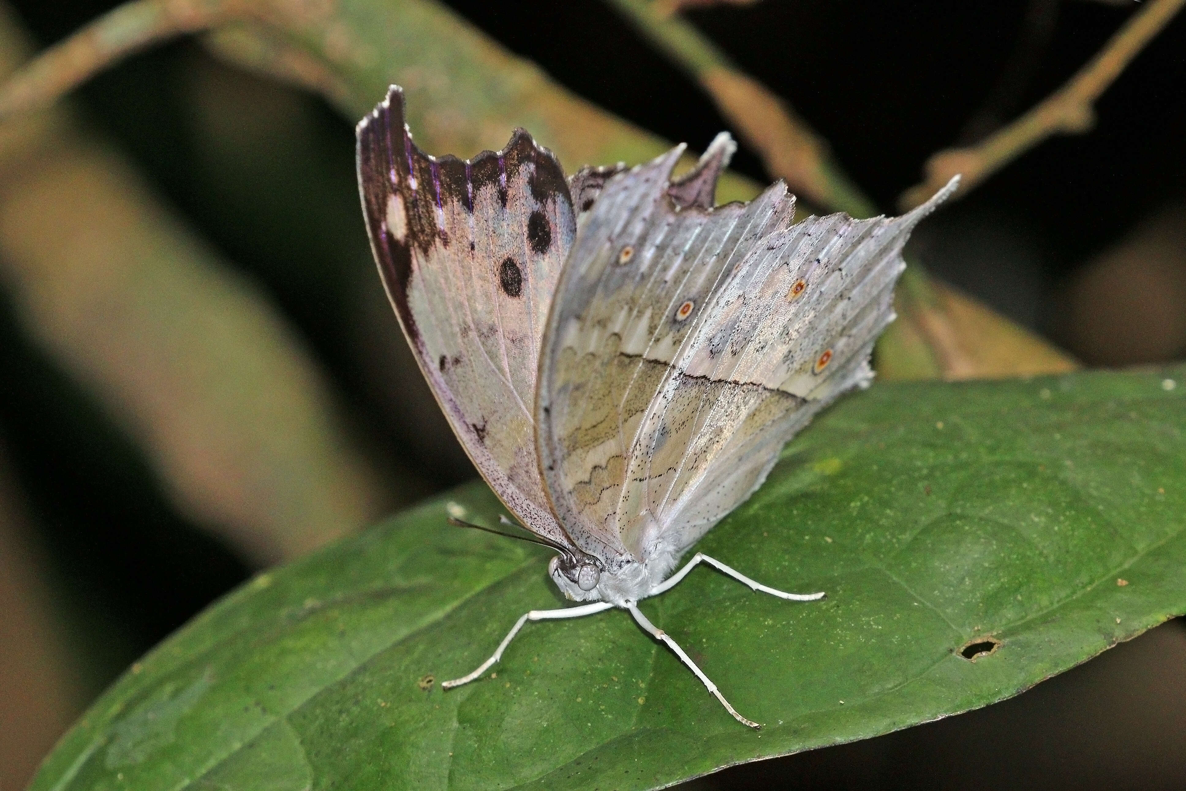 Image of Protogoniomorpha parhassus