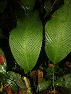 Image of Anthurium lancifolium Schott