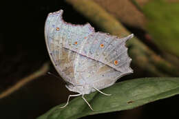 Image of Protogoniomorpha parhassus