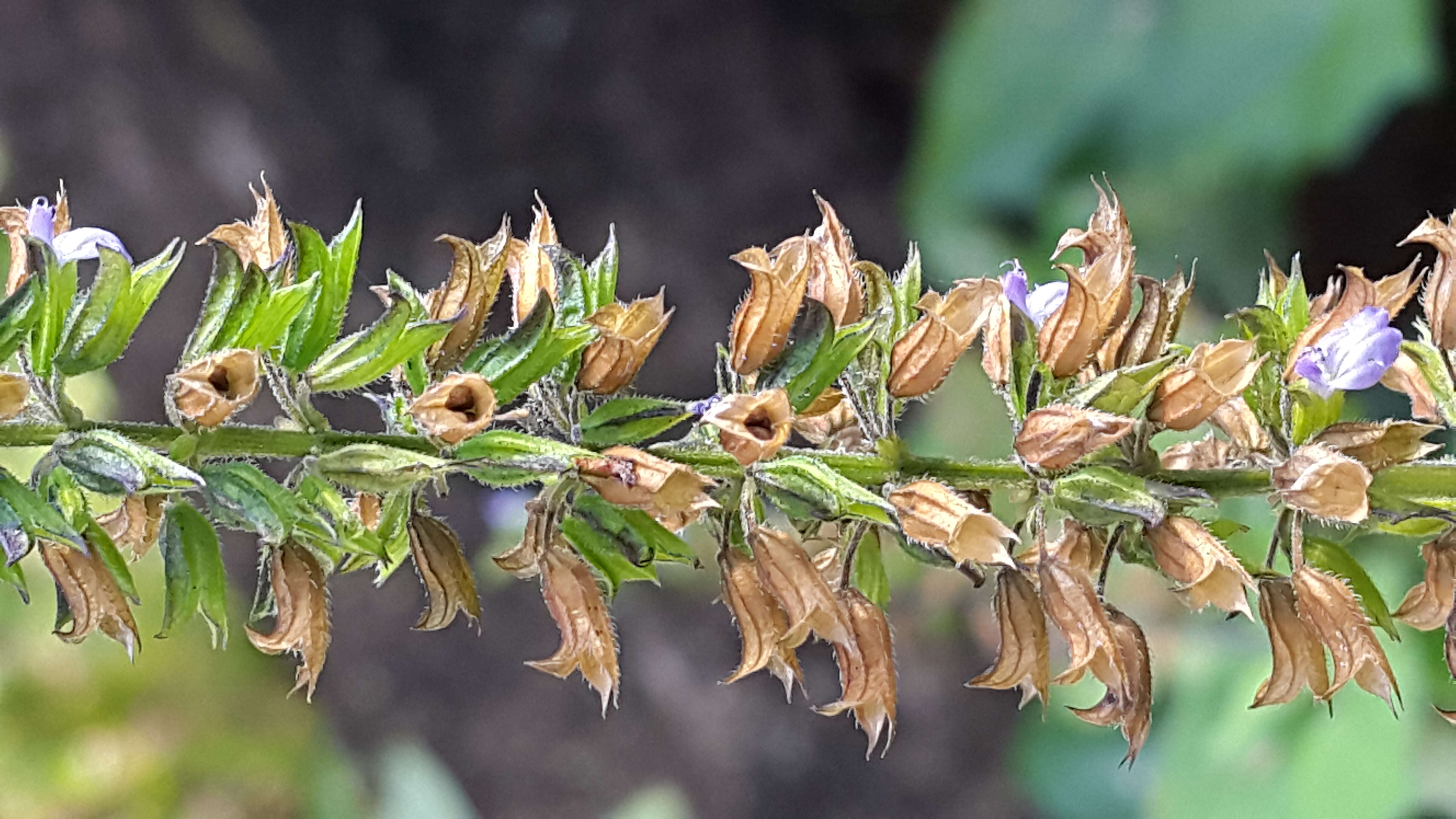 Imagem de Salvia tiliifolia Vahl