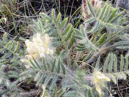 Image of Oxytropis pallasii Pers.