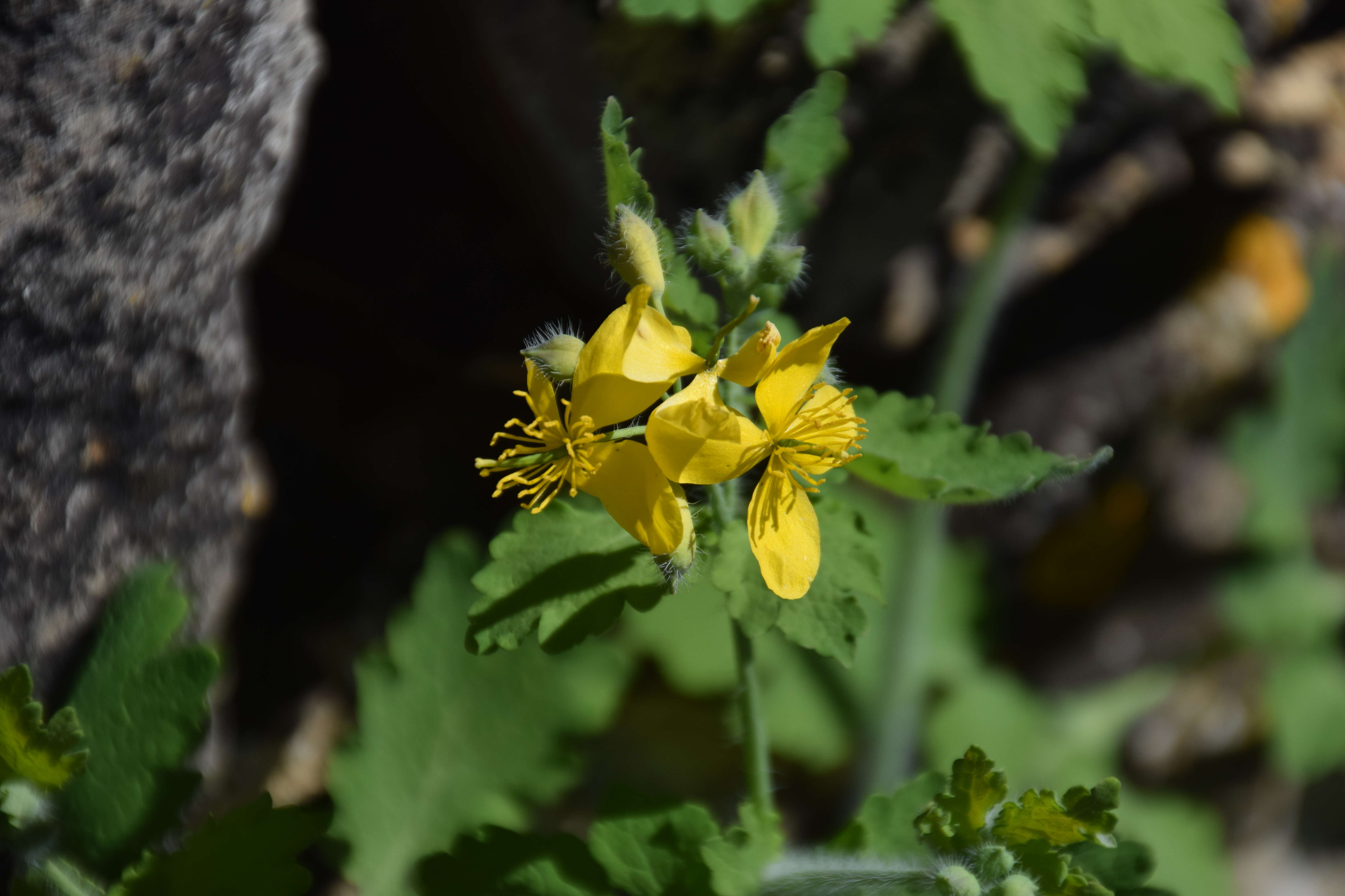 Image of celandine