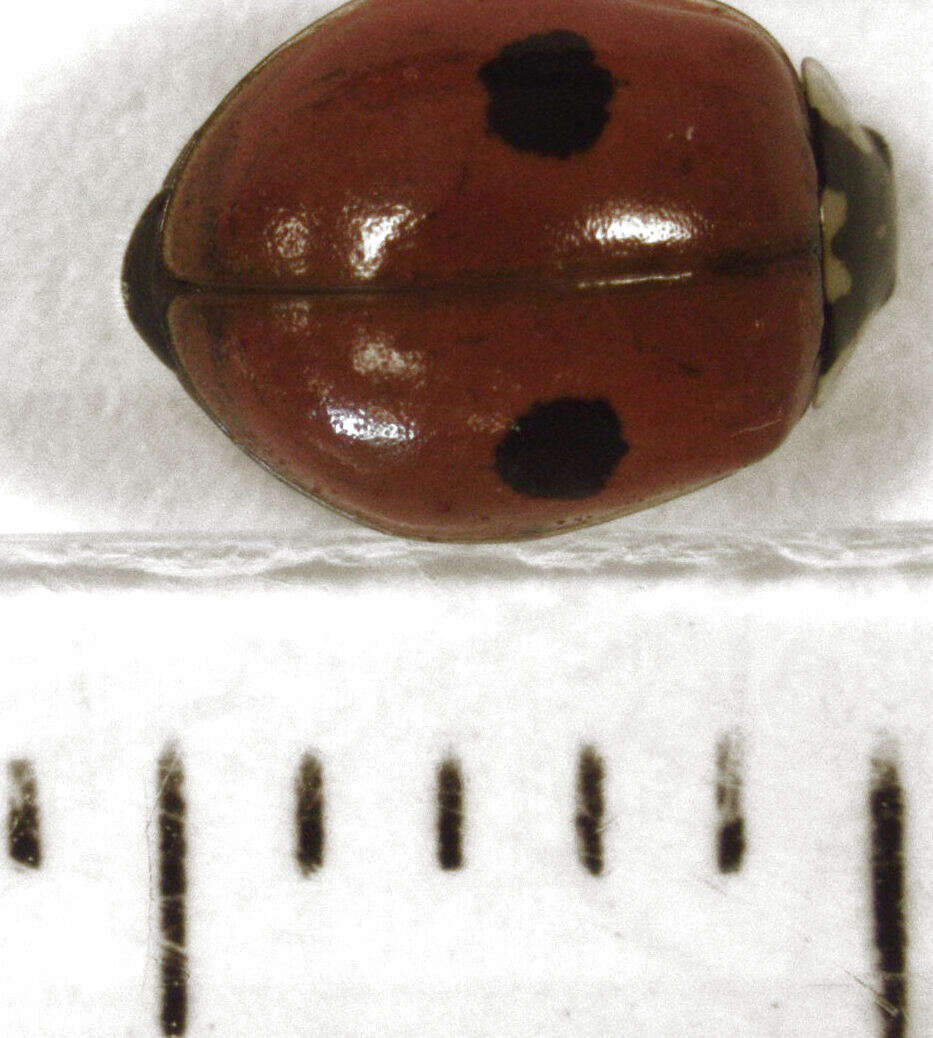 Image of twospotted lady beetle