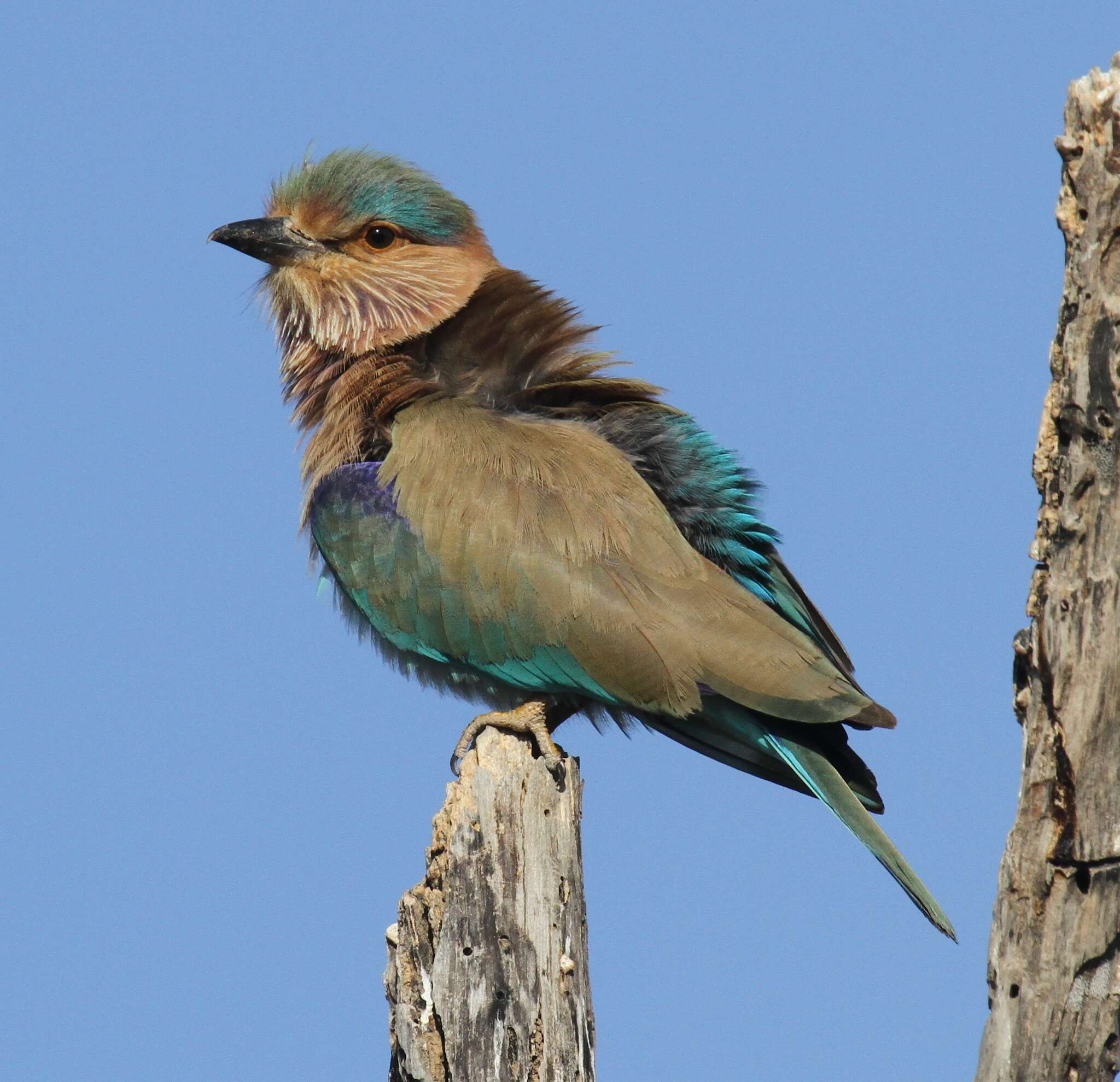 Imagem de Coracias benghalensis (Linnaeus 1758)