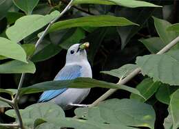 Image of Blue-gray Tanager