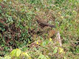 Image of Scaled Chachalaca