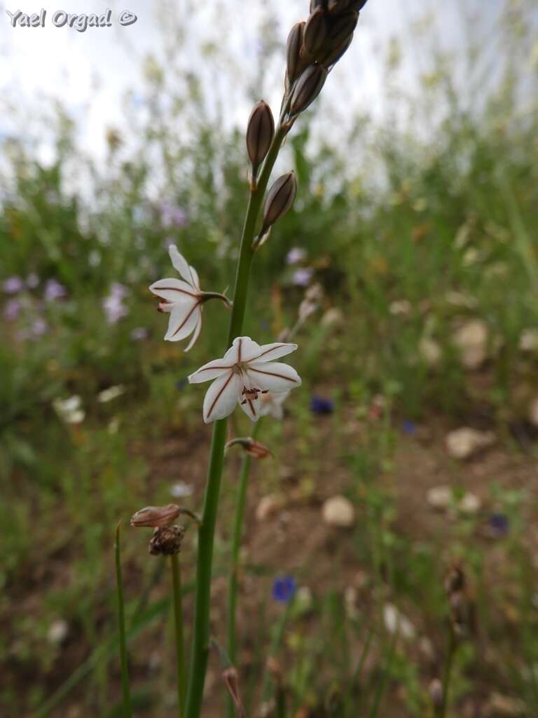 Asphodelus tenuifolius Cav. resmi