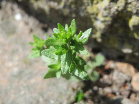 Image of common speedwell