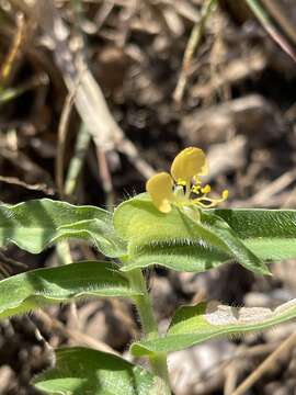 Image of Commelina africana var. krebsiana (Kunth) C. B. Clarke