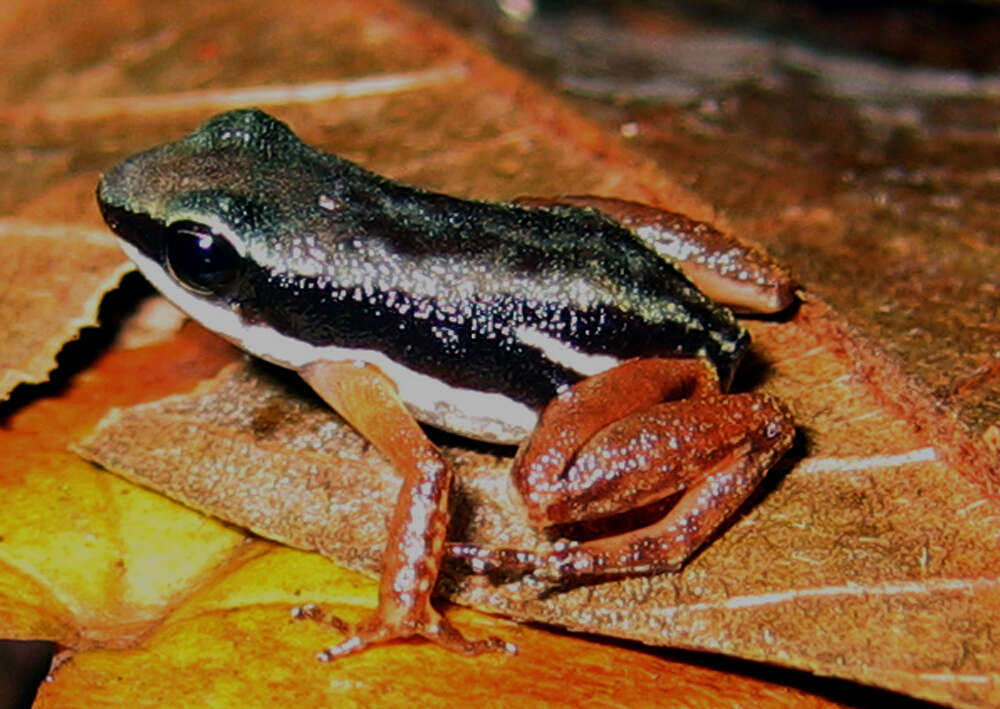 Image of Rocket Frogs