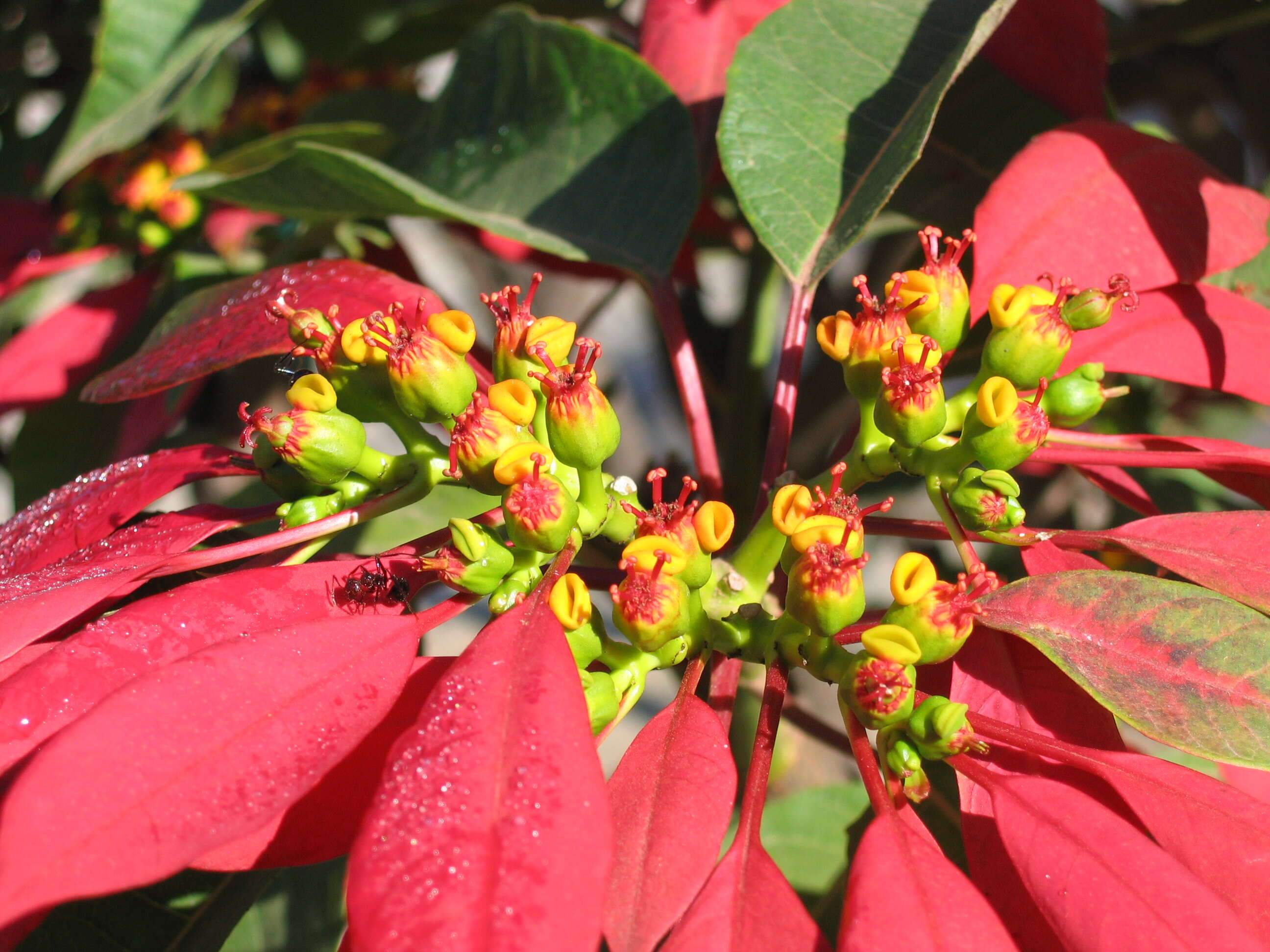 Image of poinsettia