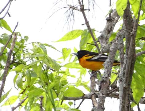 Image of Baltimore Oriole