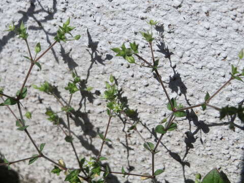 Image of Thyme-leaved Sandwort