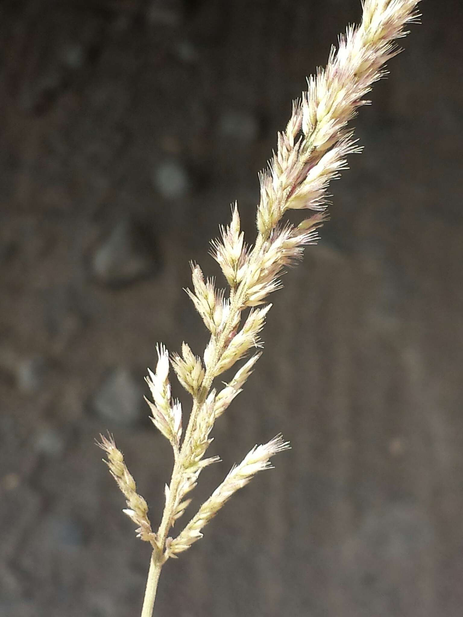 Image of soft feather pappusgrass