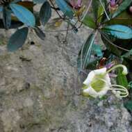 Sivun Gesneria pedunculosa (DC.) Fritsch kuva