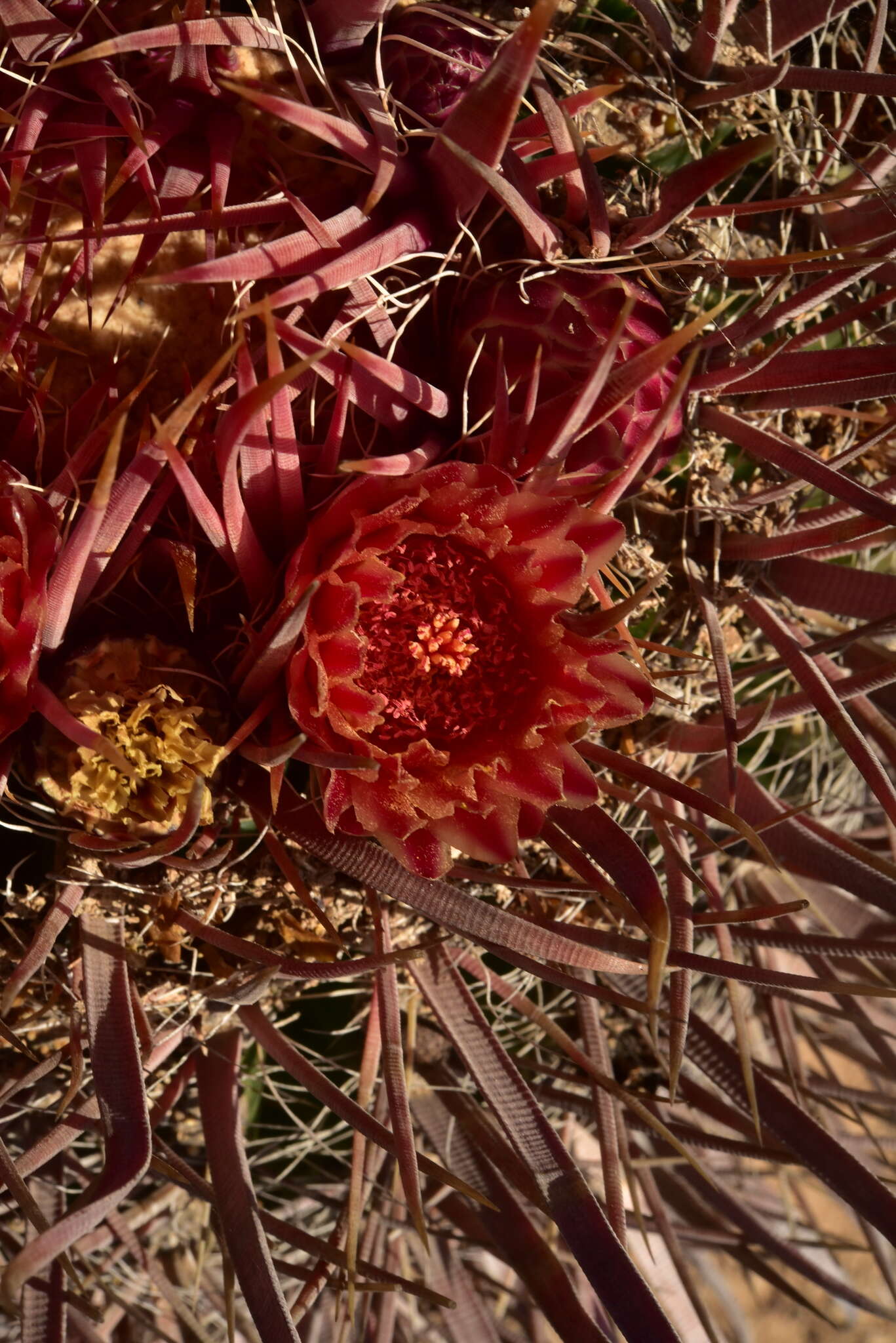 Image of Ferocactus gracilis subsp. coloratus (H. E. Gates) N. P. Taylor