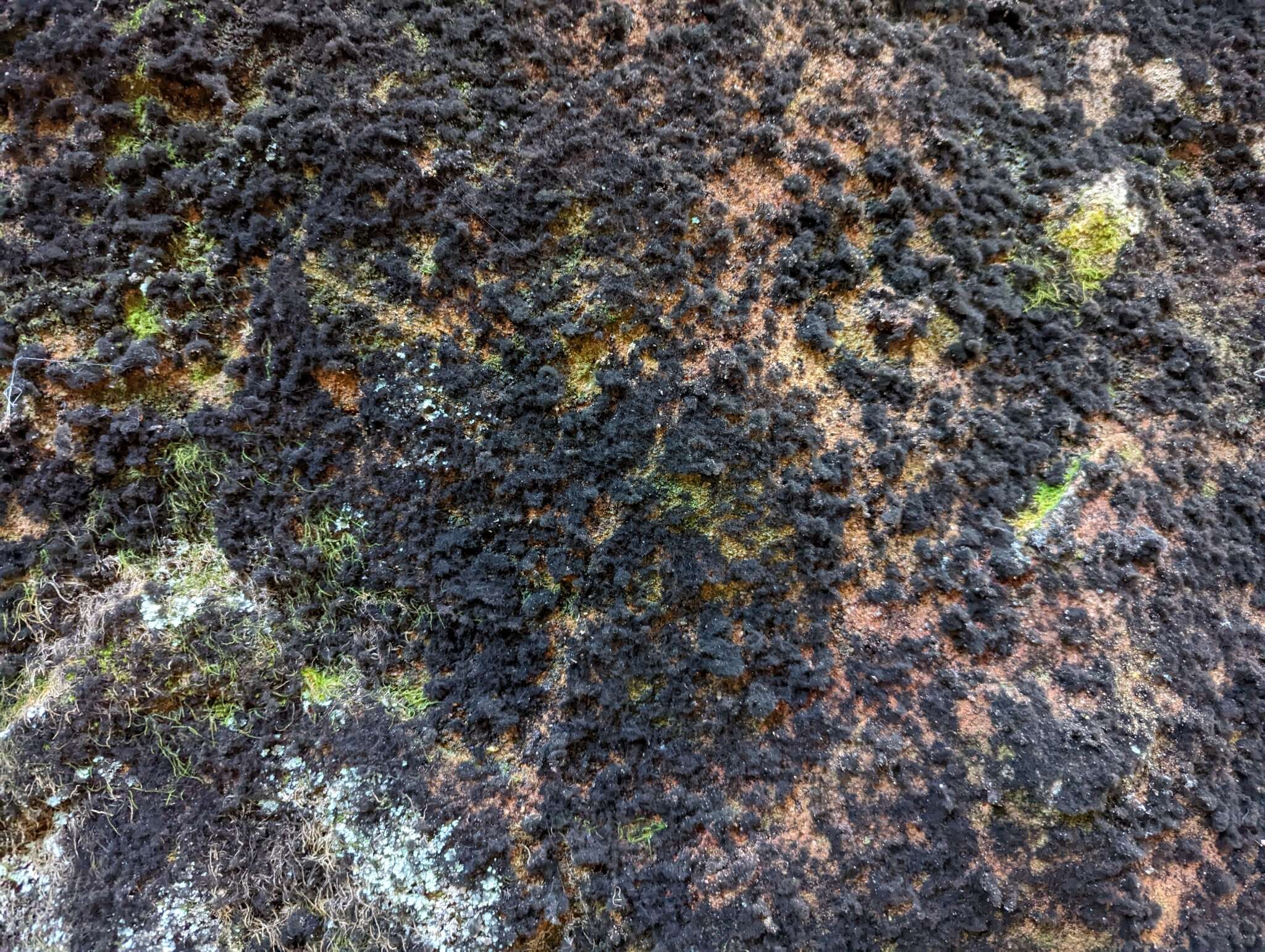 Image of racodium lichen