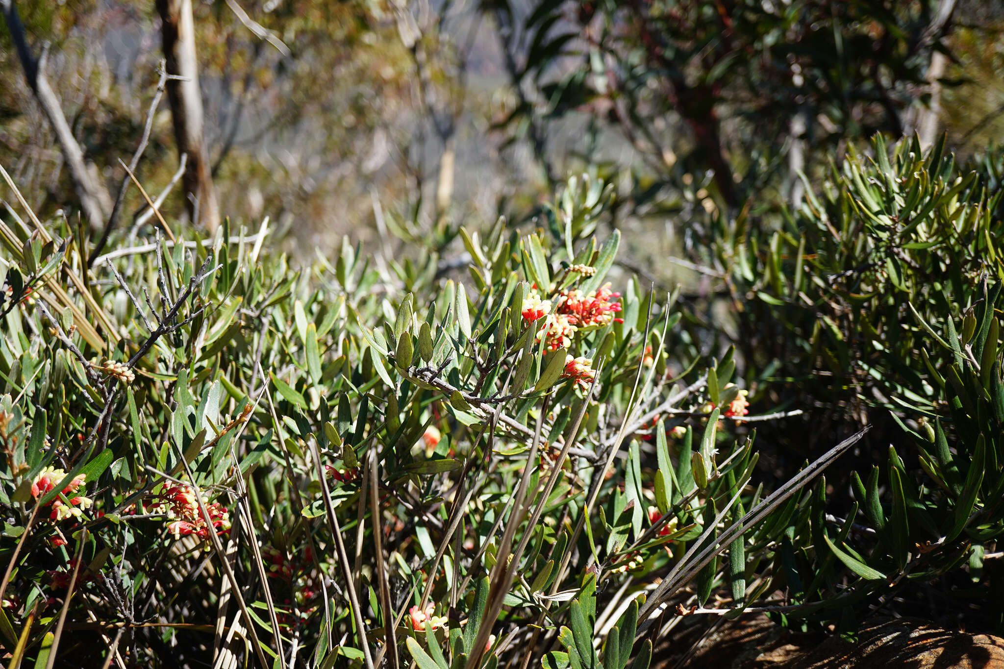 Image of Grevillea aspera R. Br.