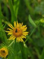 Imagem de Inula japonica Thunb.