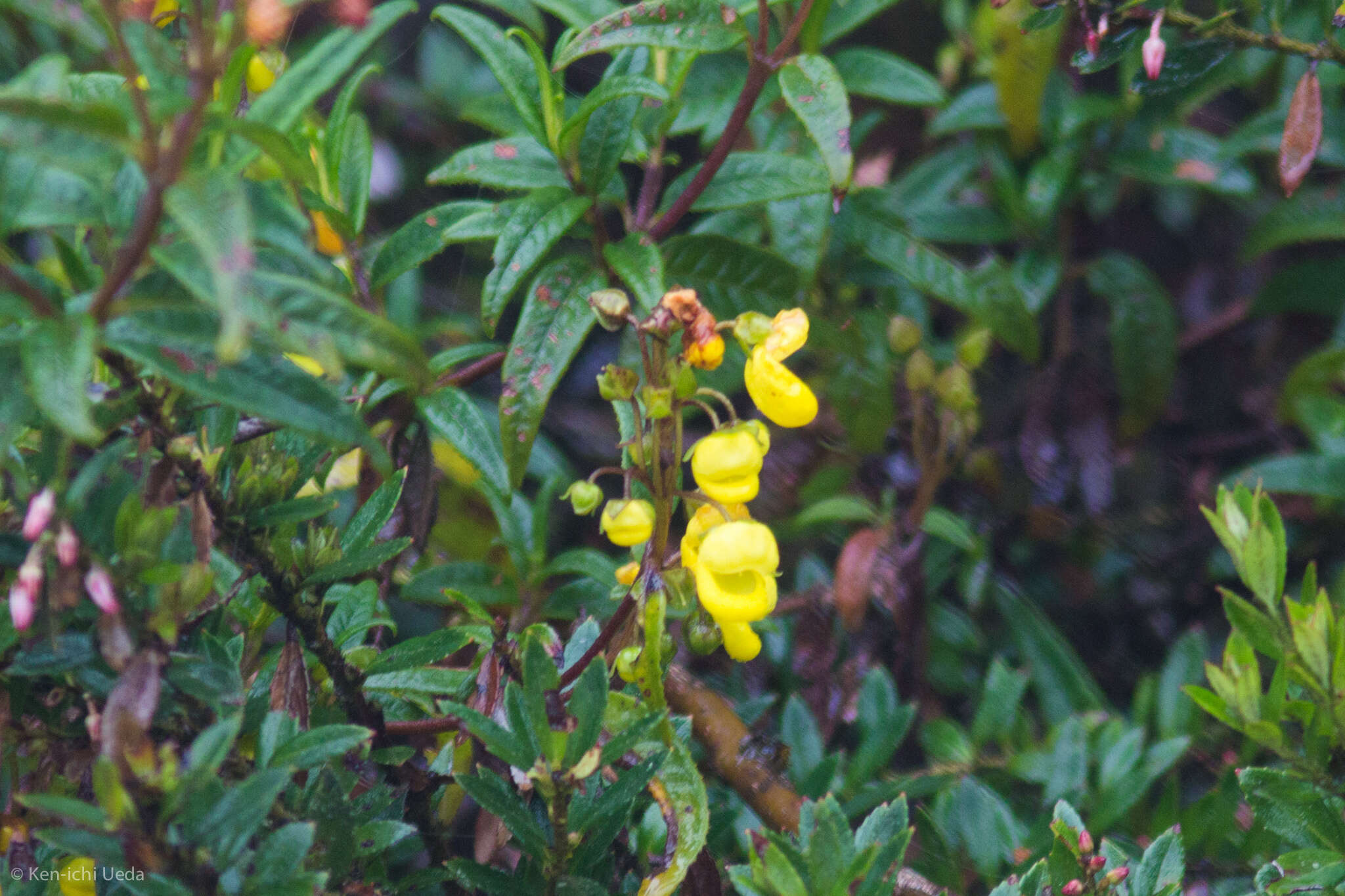 Image of Calceolaria microbefaria Kränzl.