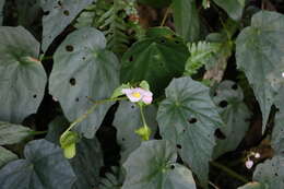 Image of Begonia formosana (Hayata) Masam.