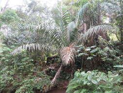 Image of Ecuadorian Ivory Palm