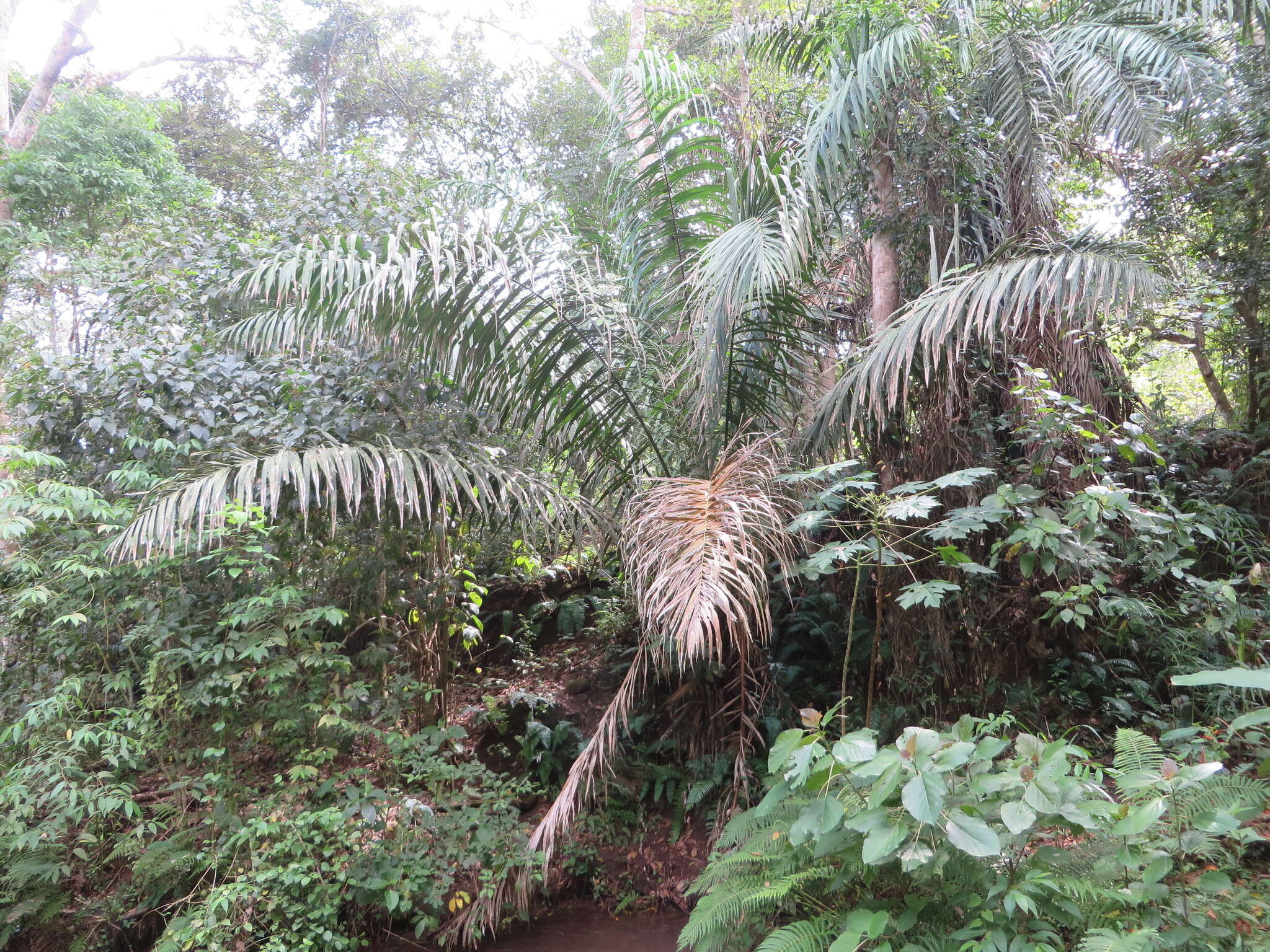 Sivun Phytelephas aequatorialis Spruce kuva