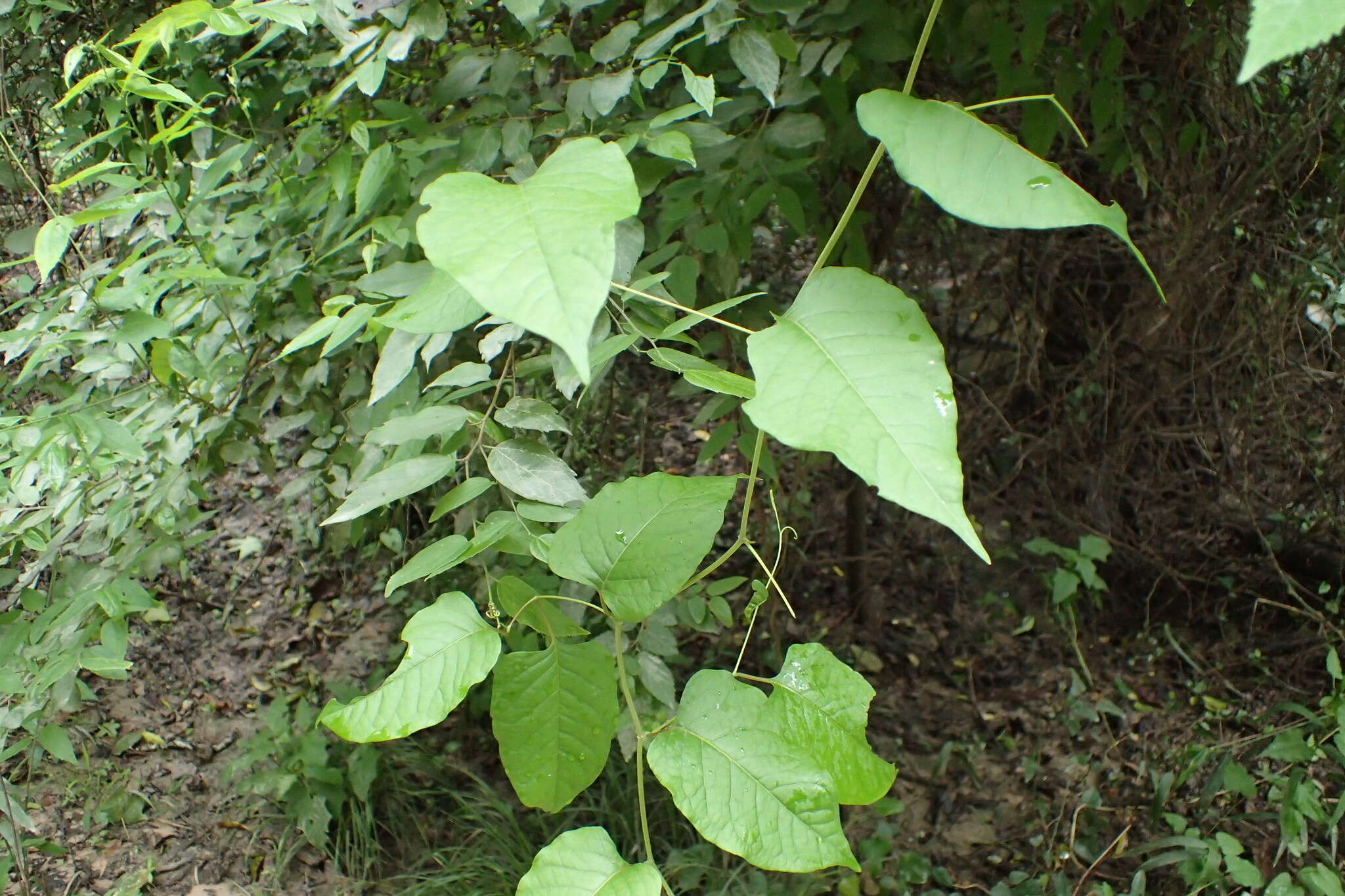 Image of American buckwheat vine