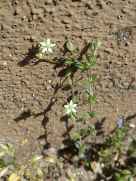 Image of Thyme-leaved Sandwort