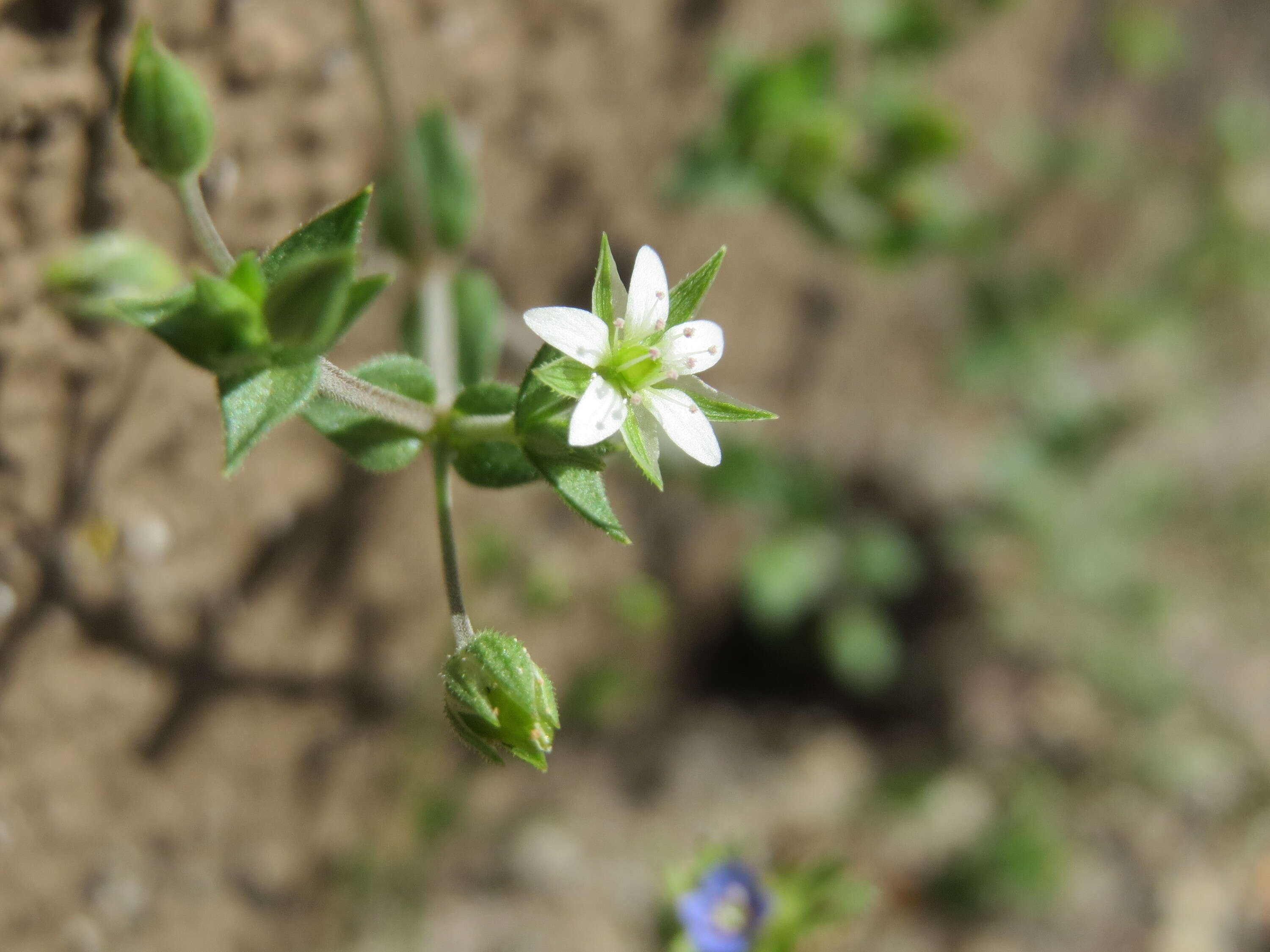 Image de sabline à feuilles de serpolet