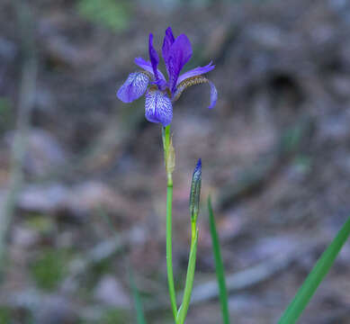 Image of German Iris