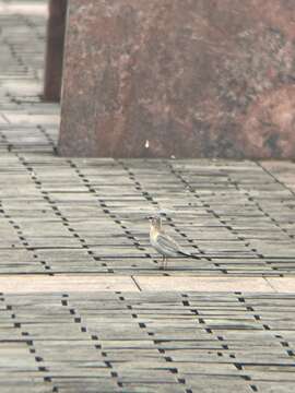 Image of Grey Pratincole