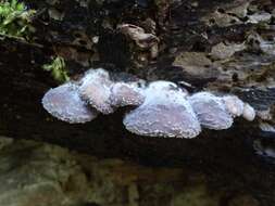 Hohenbuehelia mastrucata (Fr.) Singer 1951 resmi