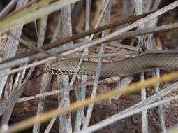 Image of Dwarf Copperhead