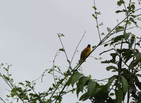 Image of Flame-throated Bulbul