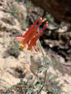 Слика од Aquilegia desertorum (M. E. Jones) Cockerell ex Heller