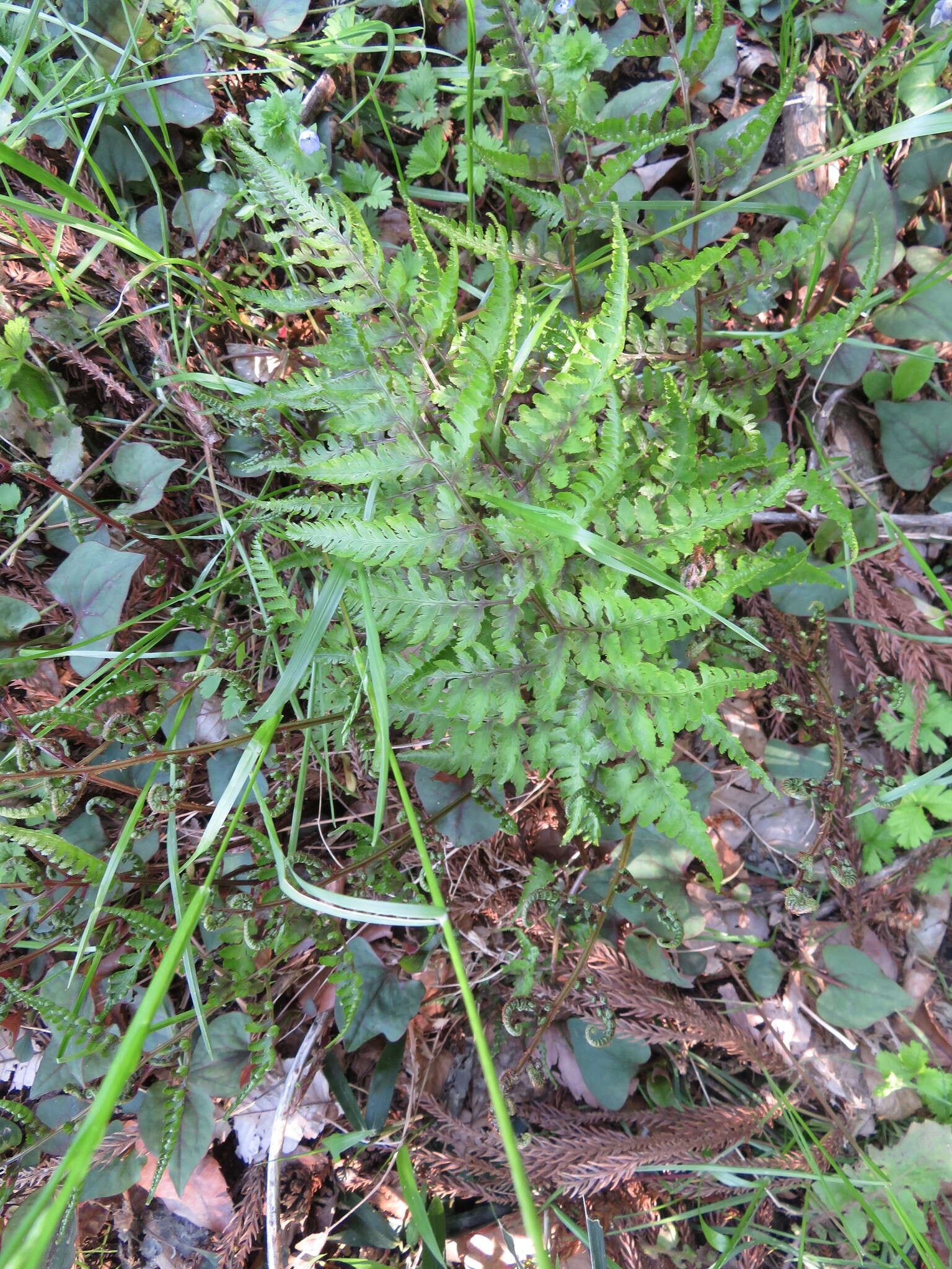 Image de Athyrium niponicum (Mett) Hance