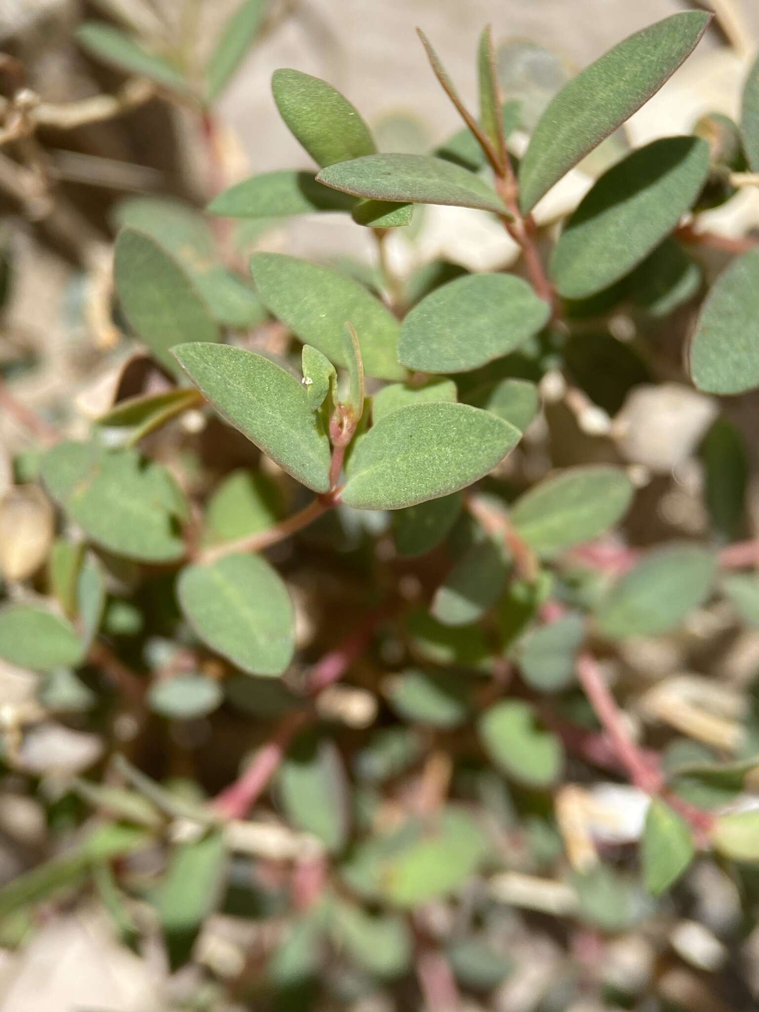 Слика од Euphorbia chaetocalyx var. triligulata (L. C. Wheeler) M. C. Johnst.