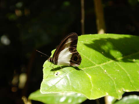 Image of Hypocysta angustata Waterhouse & Lyell 1914