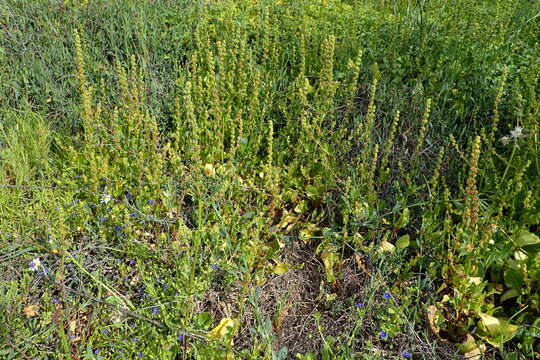 Image of sea beet