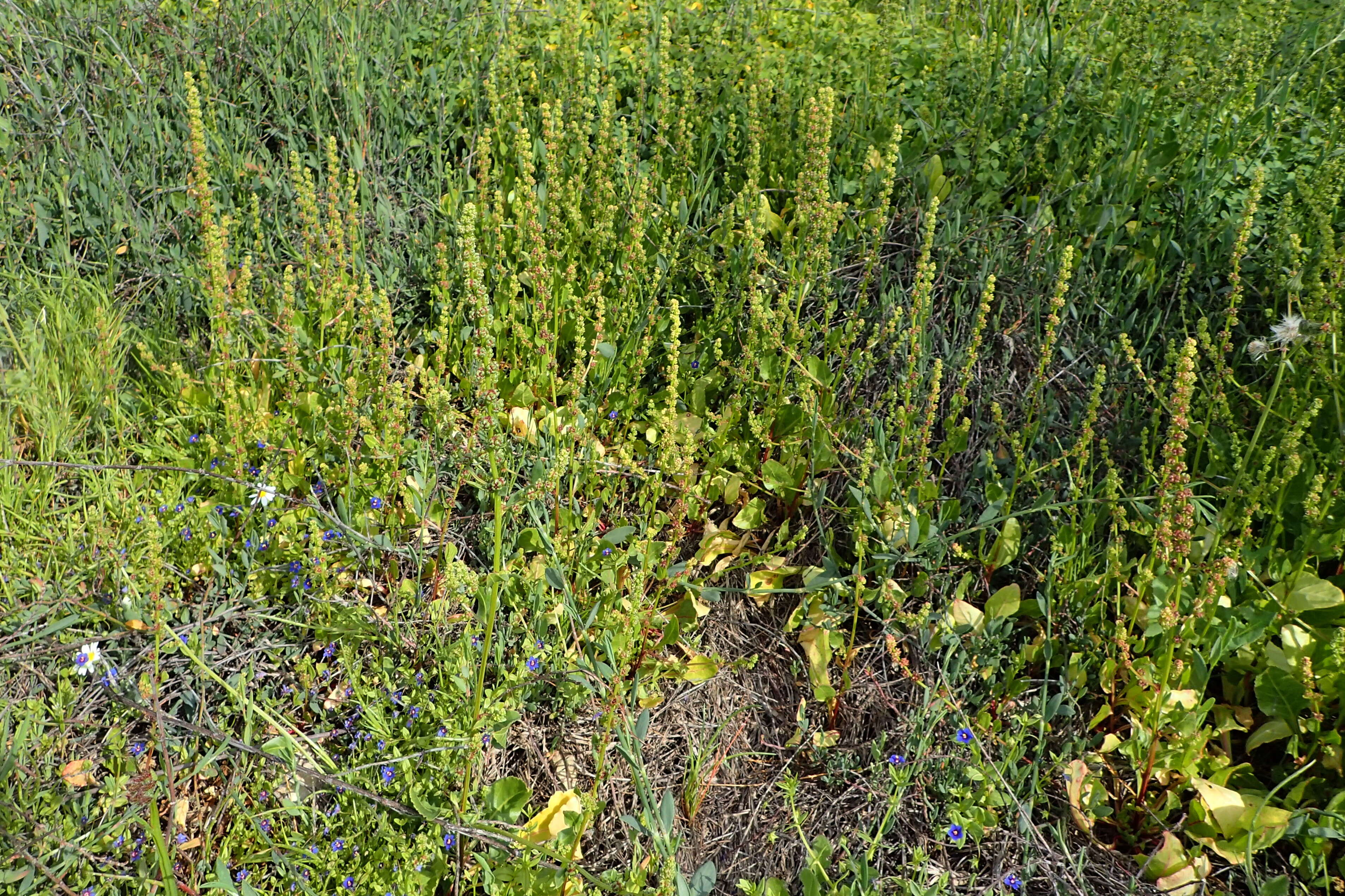 Image of sea beet