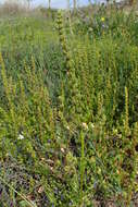 Image of sea beet