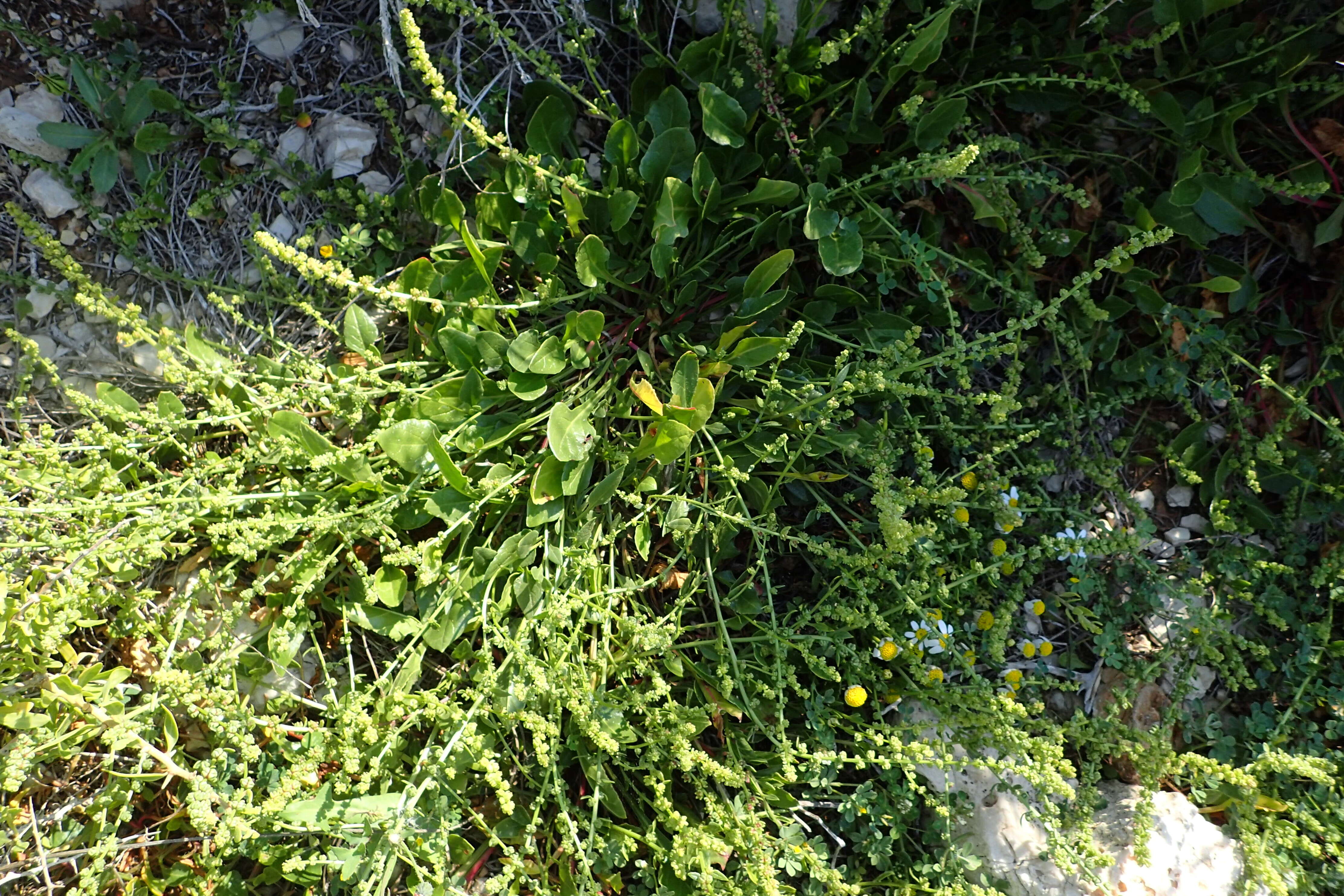 Image of sea beet