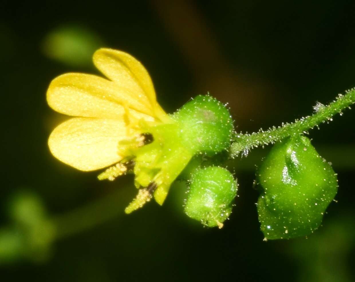 Image of Milleria quinqueflora L.