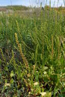 Image of sea beet