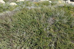 Image of alkali seepweed