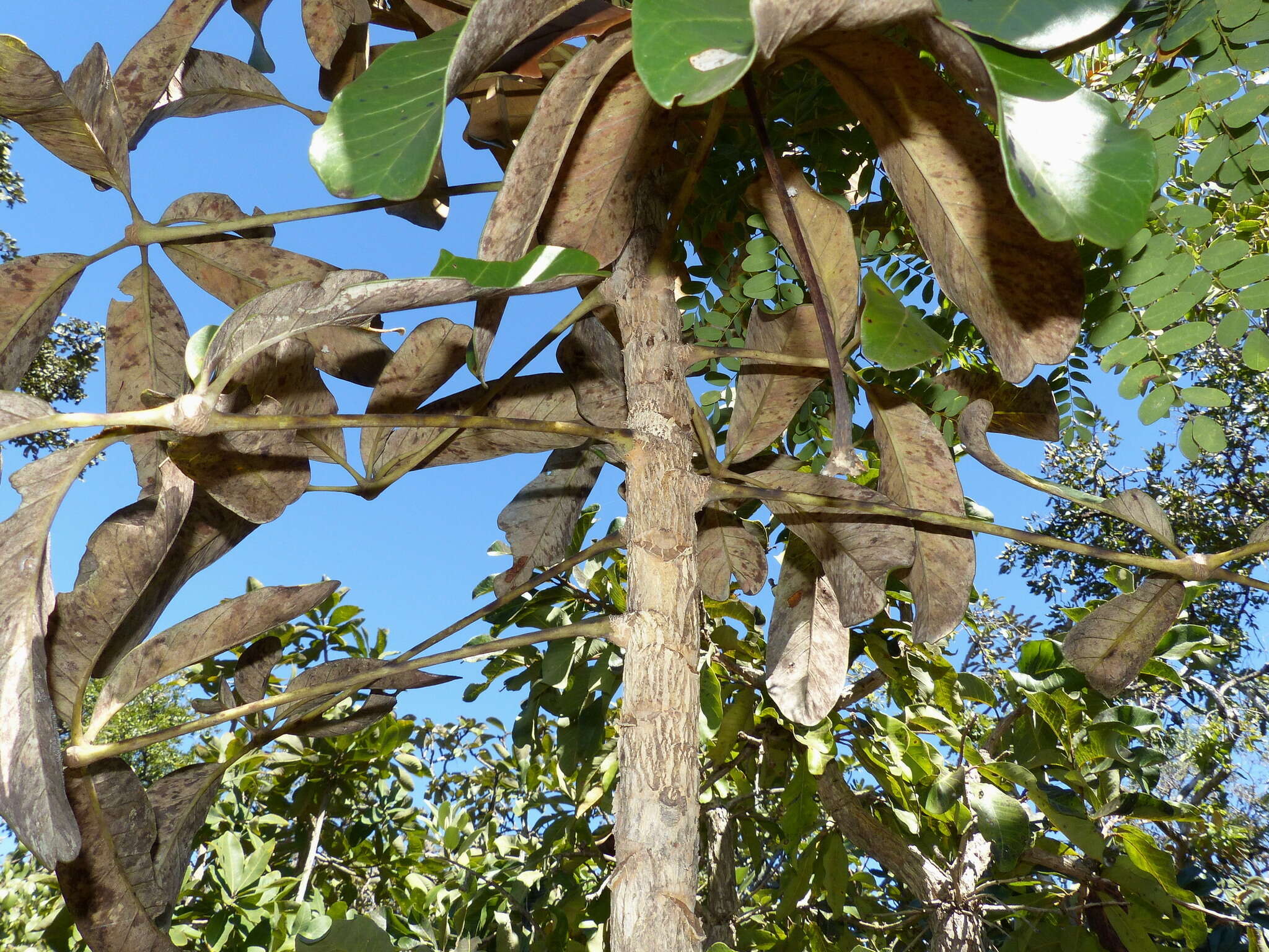 Image of Schefflera macrocarpa (Cham. & Schltdl.) Frodin